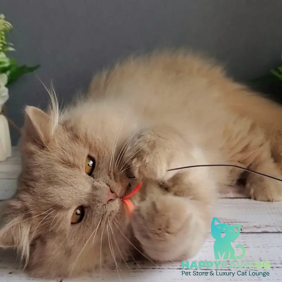 Yoshi British Longhair male fawn - live animals