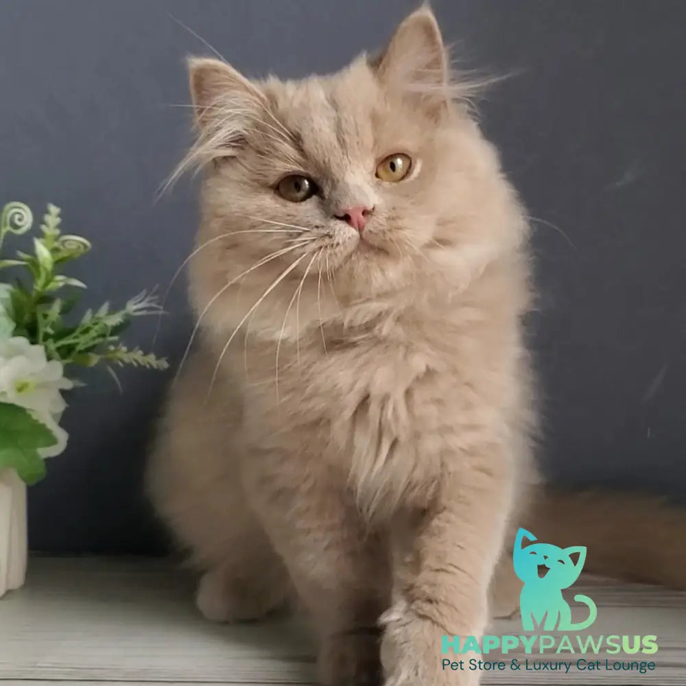 Yoshi British Longhair male fawn - live animals