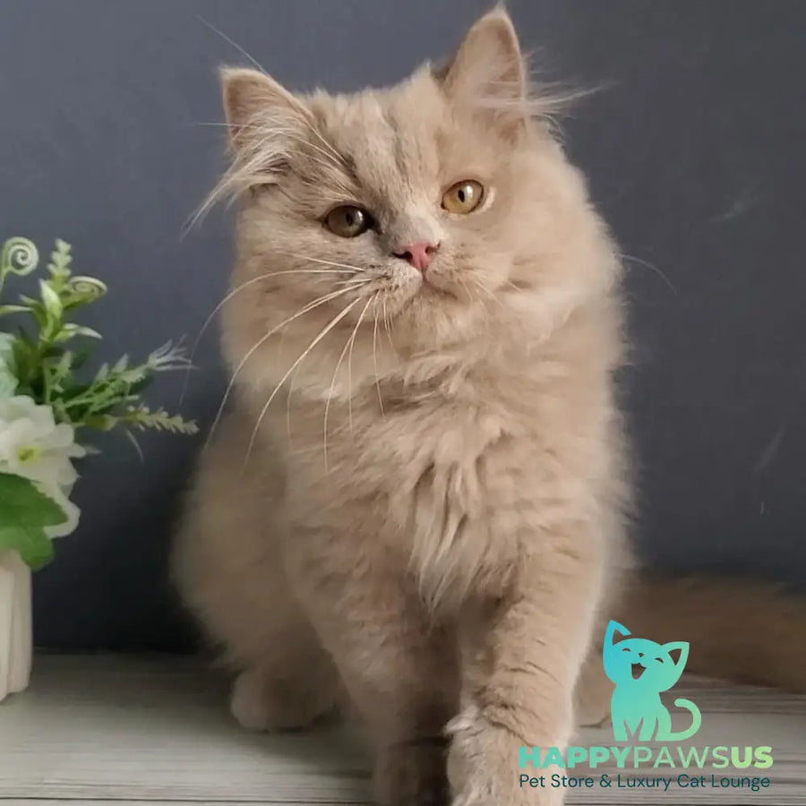 Yoshi British Longhair male fawn - live animals