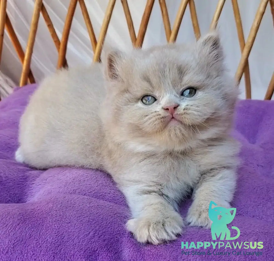 Yoshi British Longhair male fawn - live animals
