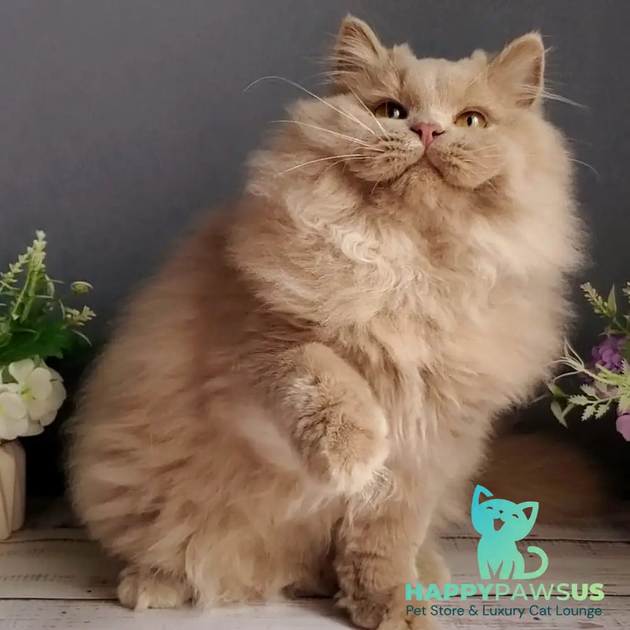 Yoshi British Longhair male fawn - live animals