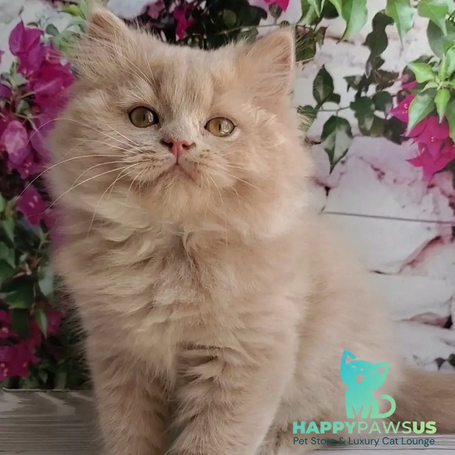 Yoshi British Longhair male fawn - live animals