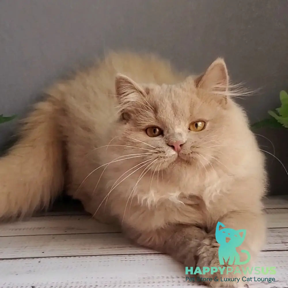 Yoshi British Longhair male fawn - live animals