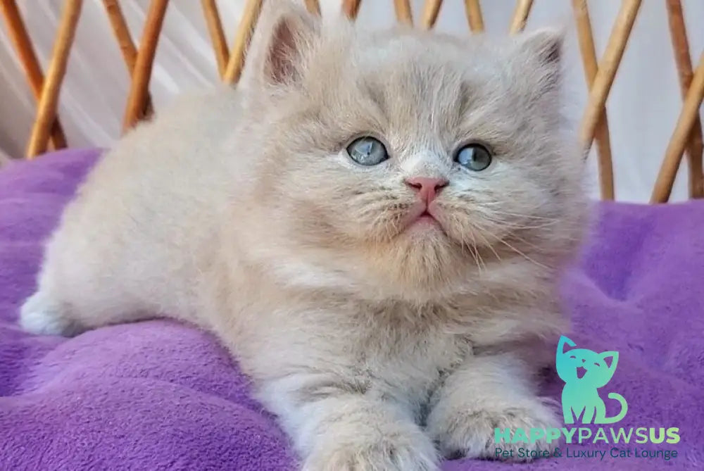 Yoshi British Longhair male fawn - live animals