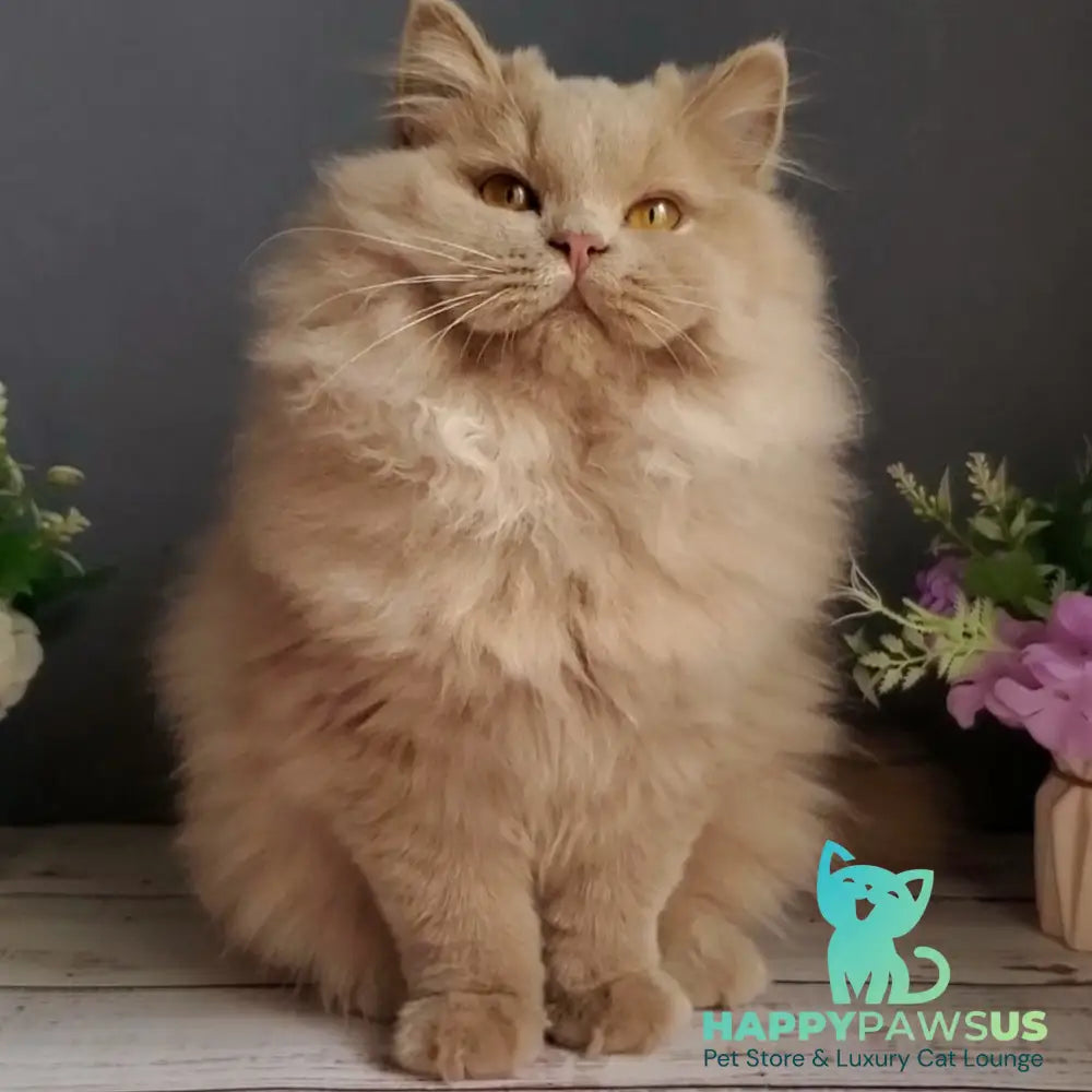 Yoshi British Longhair male fawn - live animals