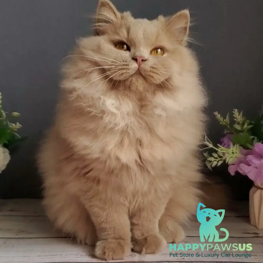 Yoshi British Longhair male fawn - live animals