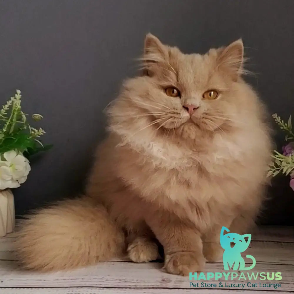 Yoshi British Longhair male fawn - live animals