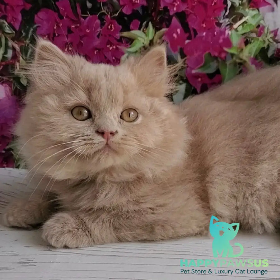 Yoshi British Longhair male fawn - live animals