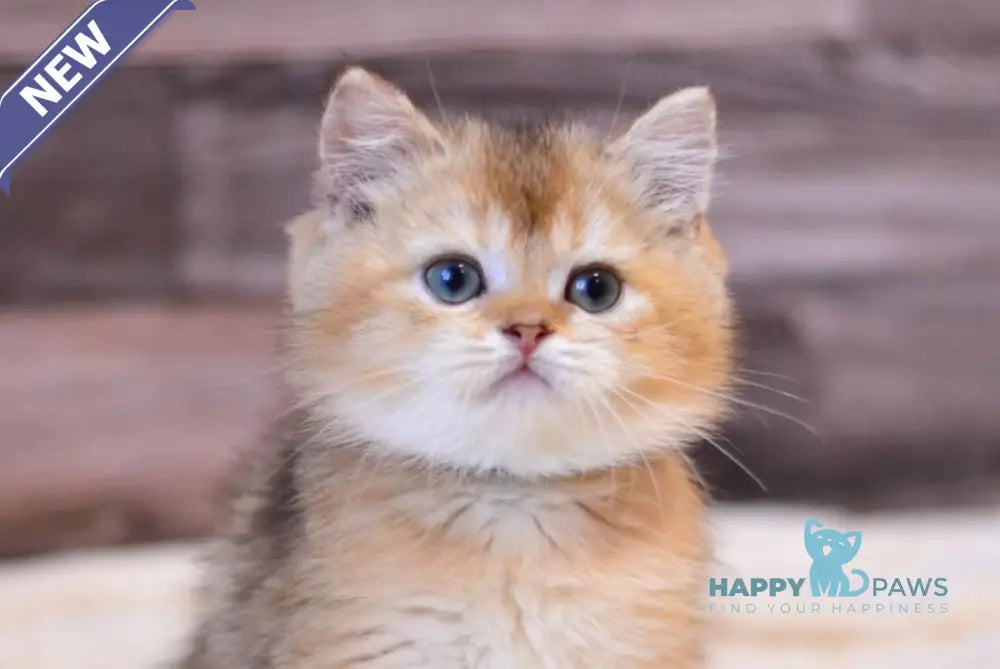 Yoshi British Shorthair male black golden shaded live animals