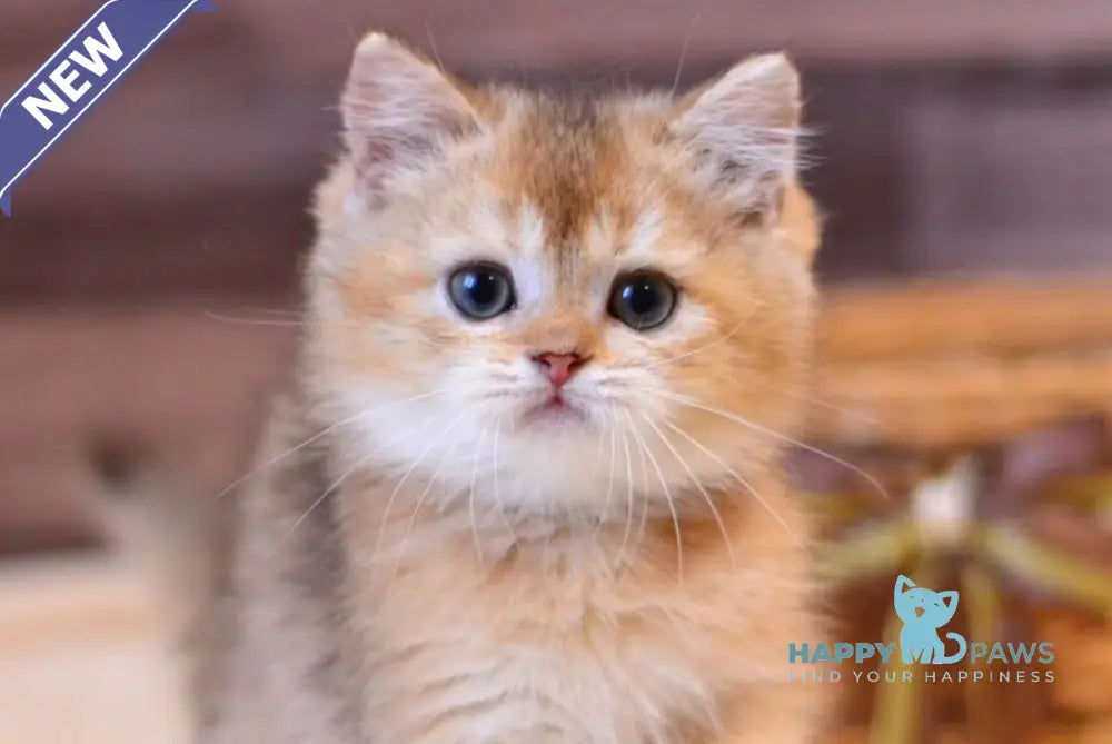 Yoshi British Shorthair male black golden shaded live animals