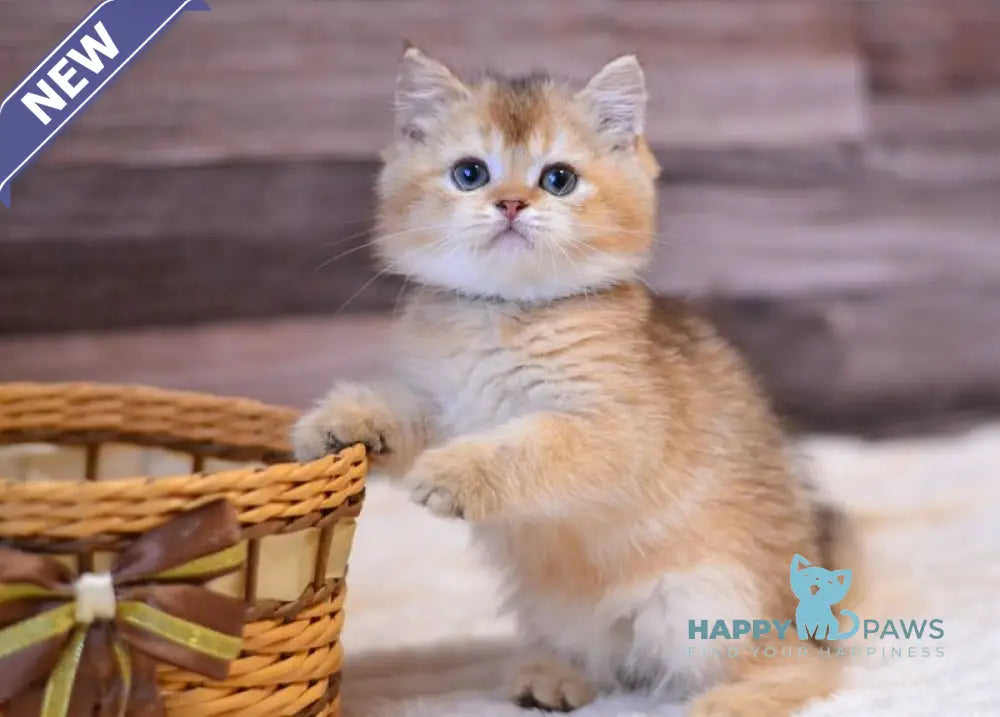 Yoshi British Shorthair male black golden shaded live animals