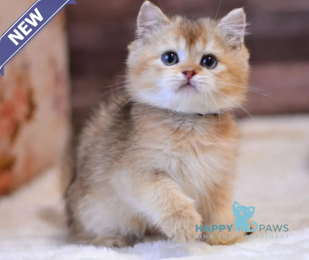 Yoshi British Shorthair male black golden shaded live animals