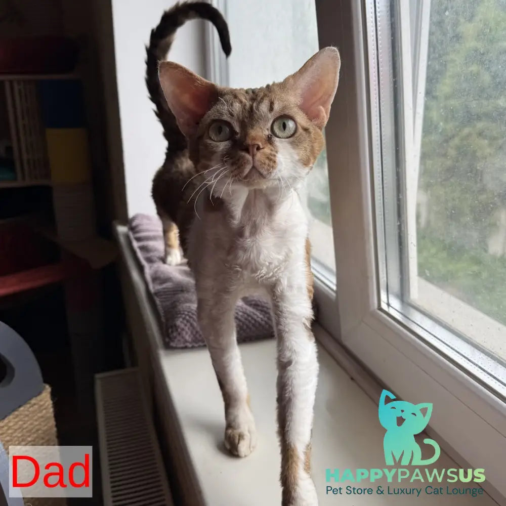 Yoshi Devon Rex male black spotted tabby - live animals