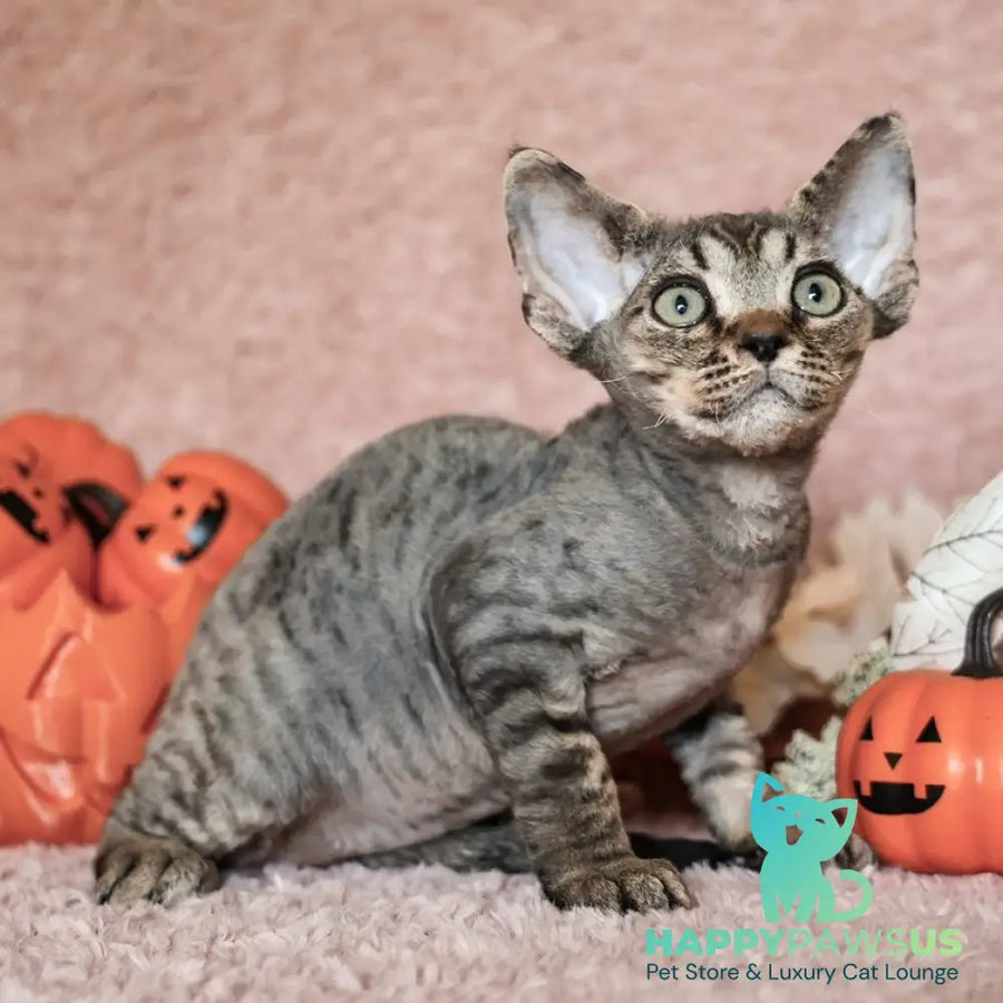 Yoshi Devon Rex male black spotted tabby - live animals