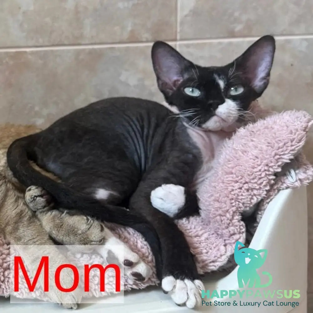 Yoshi Devon Rex male black spotted tabby - live animals