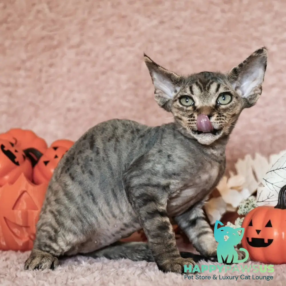 Yoshi Devon Rex male black spotted tabby - live animals