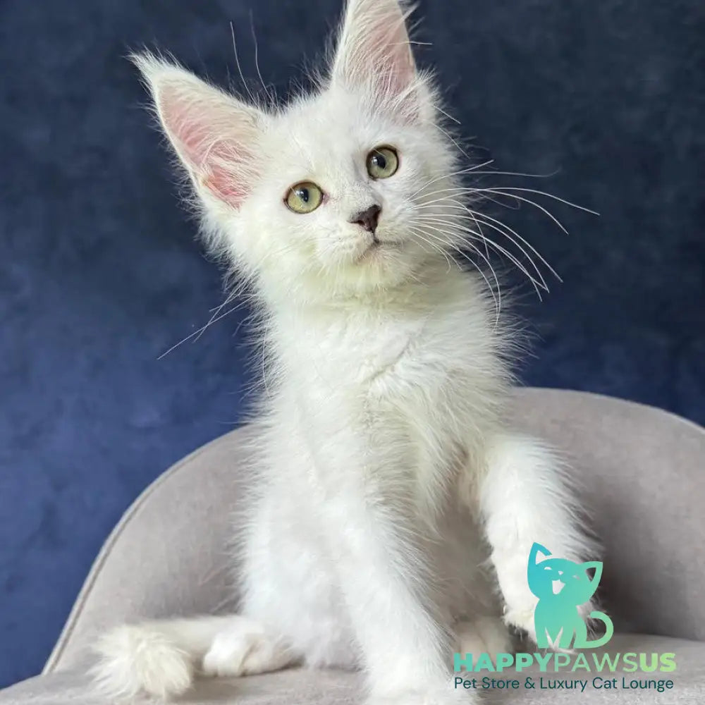 Yoshi Maine Coon male black silver shaded - live animals
