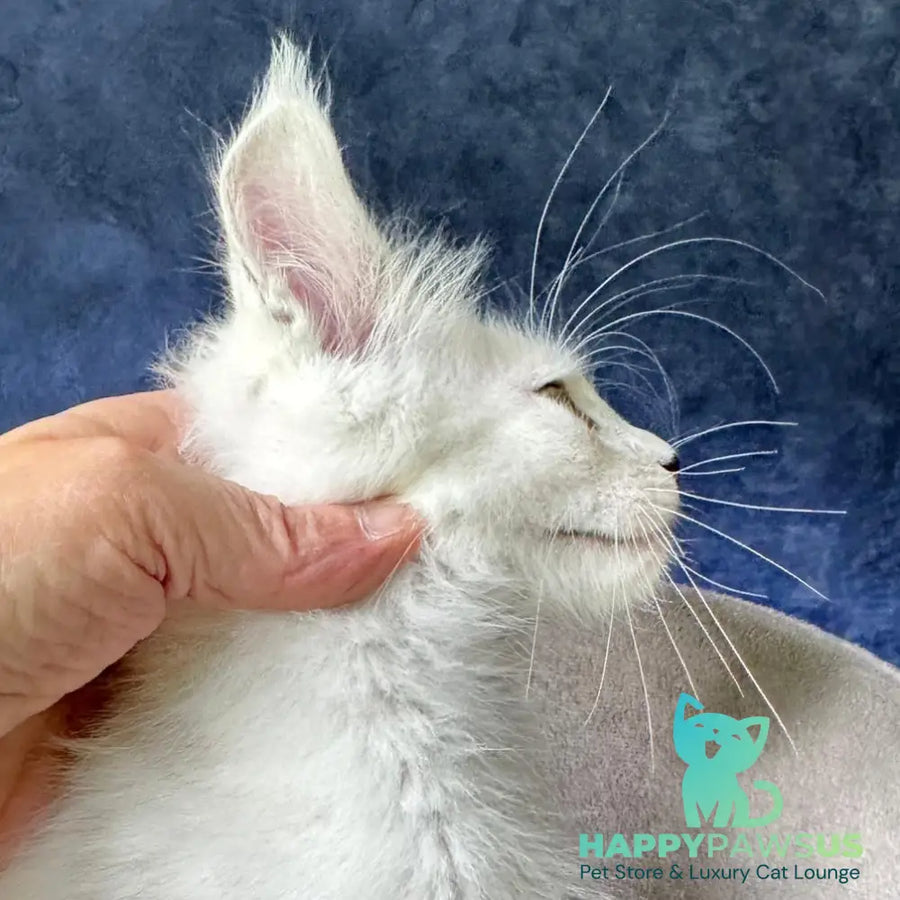 Yoshi Maine Coon male black silver shaded - live animals