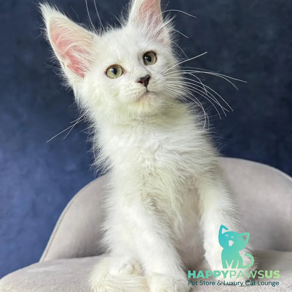 Yoshi Maine Coon male black silver shaded - live animals