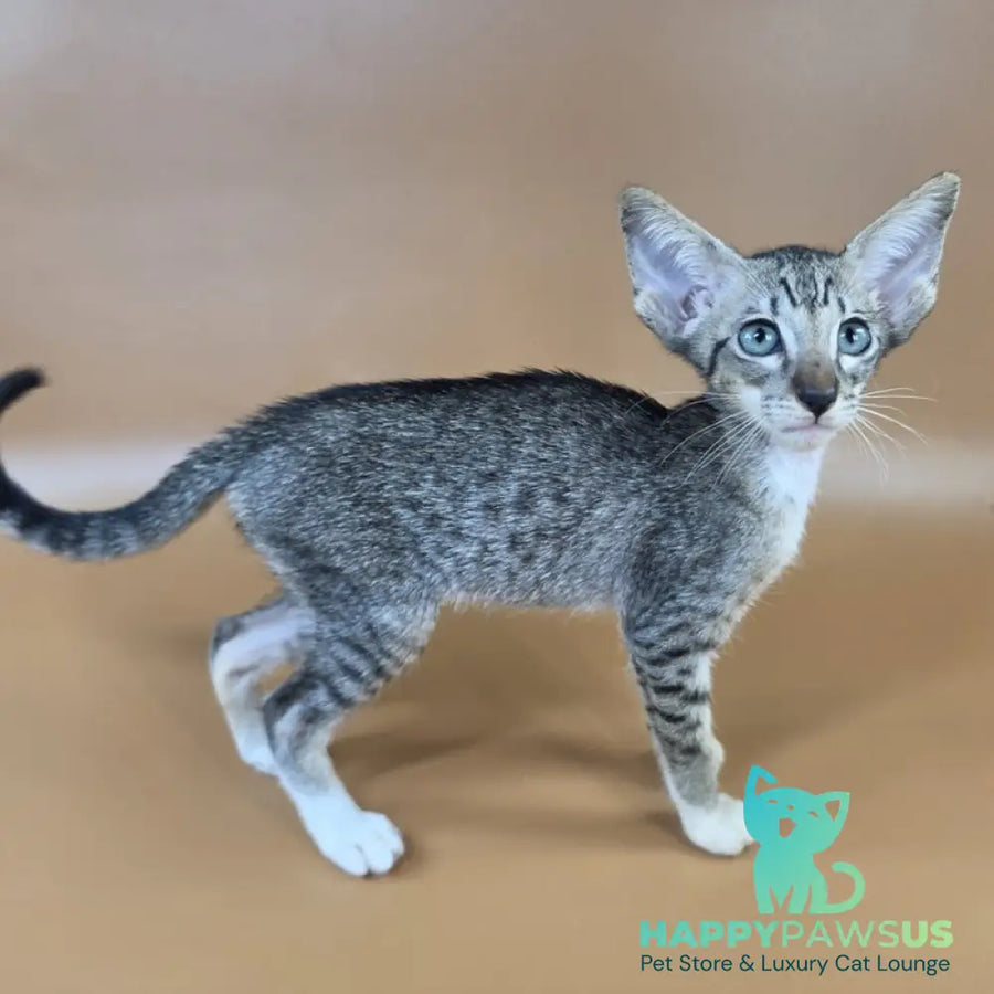 Yoshi Oriental Shorthair male black spotted tabby mitted - live animals