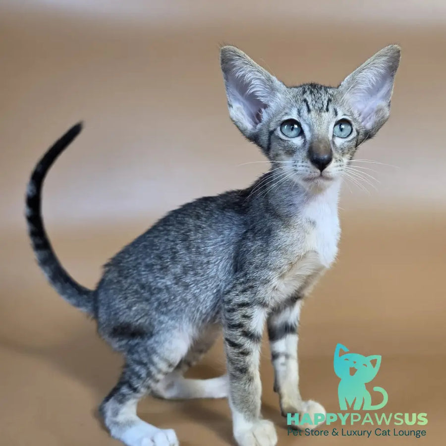 Yoshi Oriental Shorthair male black spotted tabby mitted - live animals
