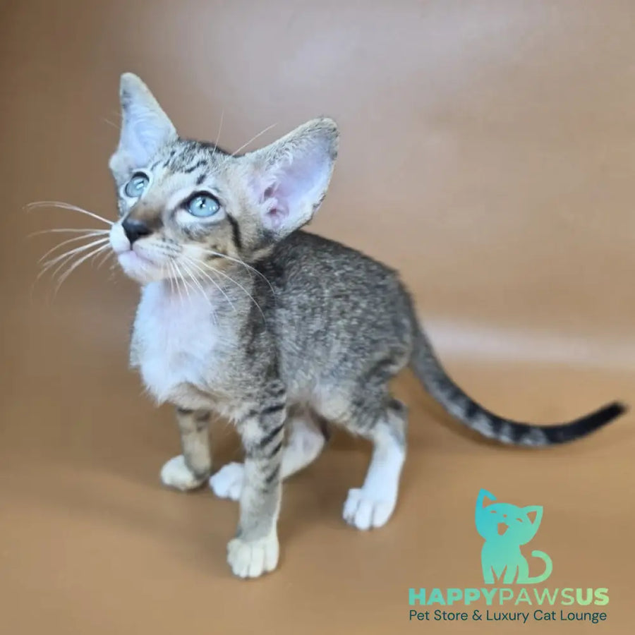Yoshi Oriental Shorthair male black spotted tabby mitted - live animals