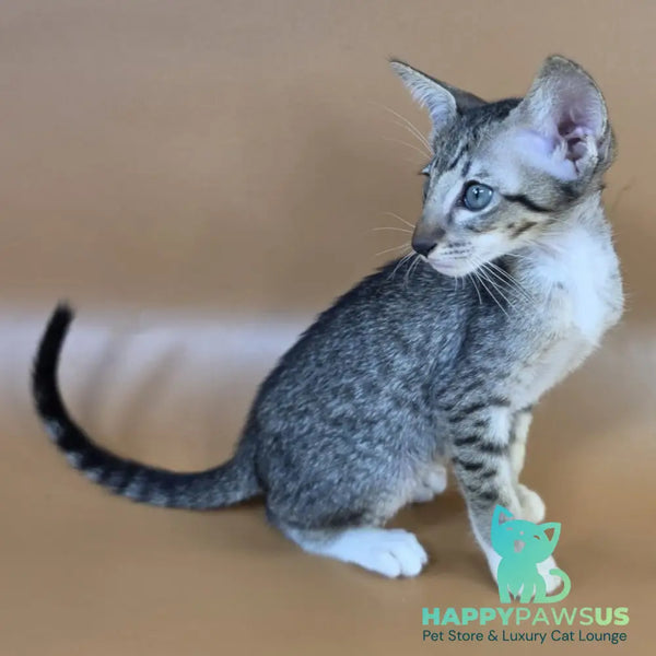 Yoshi Oriental Shorthair male black spotted tabby mitted - live animals
