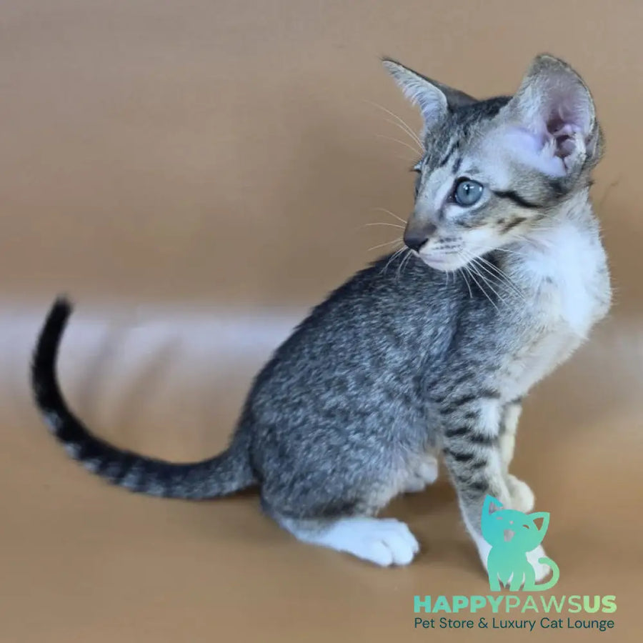 Yoshi Oriental Shorthair male black spotted tabby mitted - live animals