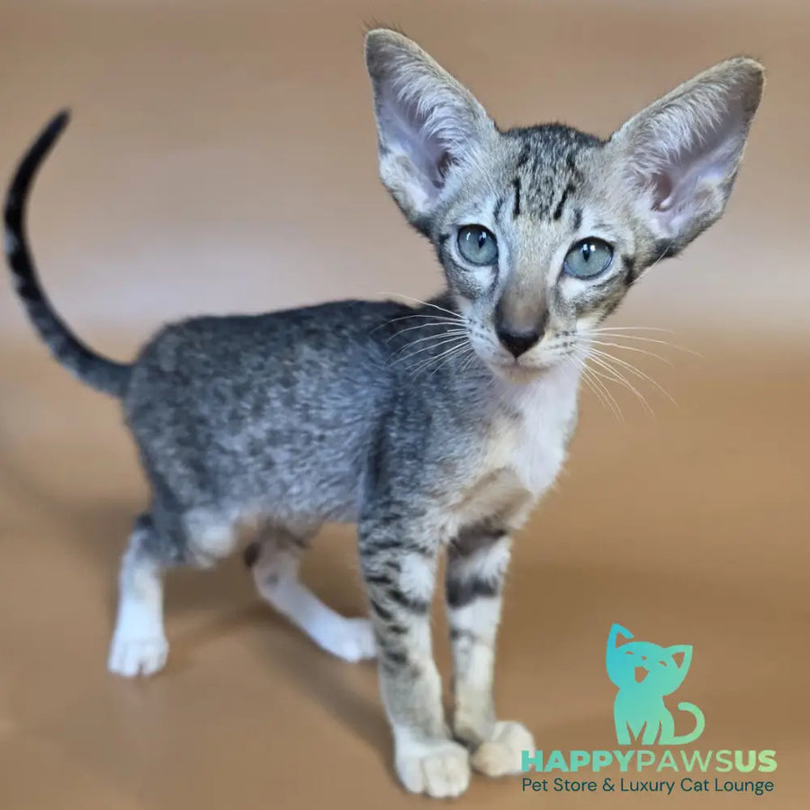 Yoshi Oriental Shorthair male black spotted tabby mitted - live animals