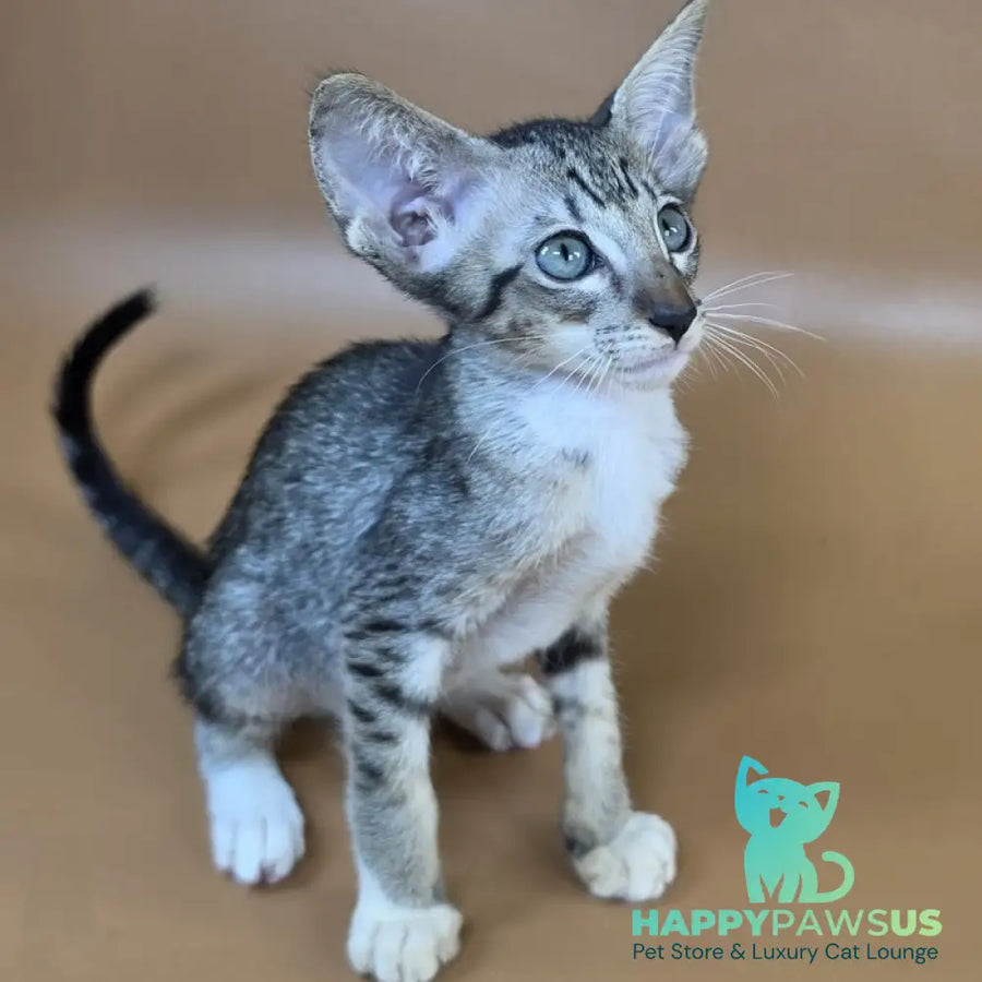 Yoshi Oriental Shorthair male black spotted tabby mitted - live animals