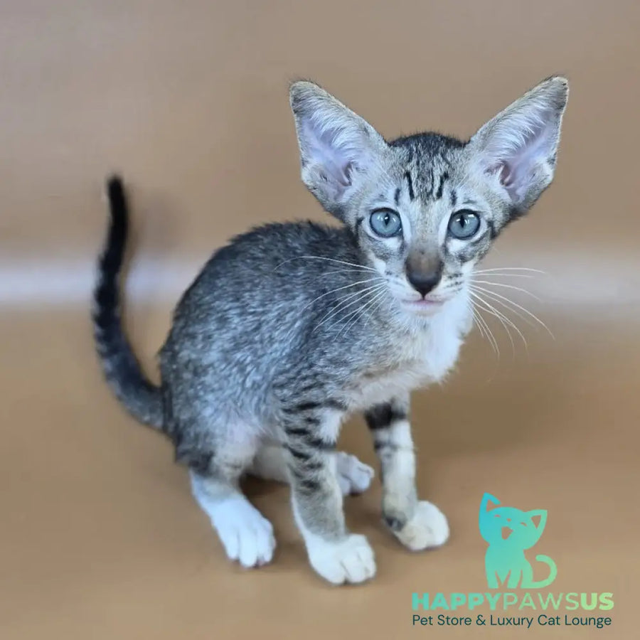 Yoshi Oriental Shorthair male black spotted tabby mitted - live animals