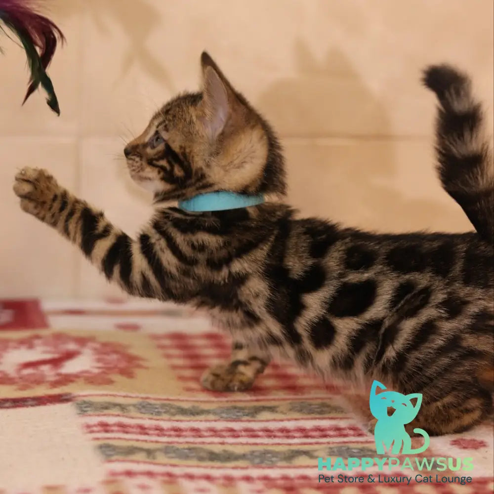 Yousuf Bengal male black spotted tabby - live animals