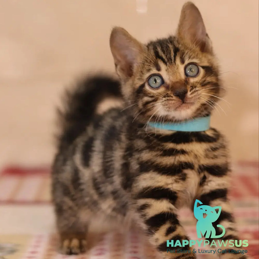 Yousuf Bengal male black spotted tabby - live animals