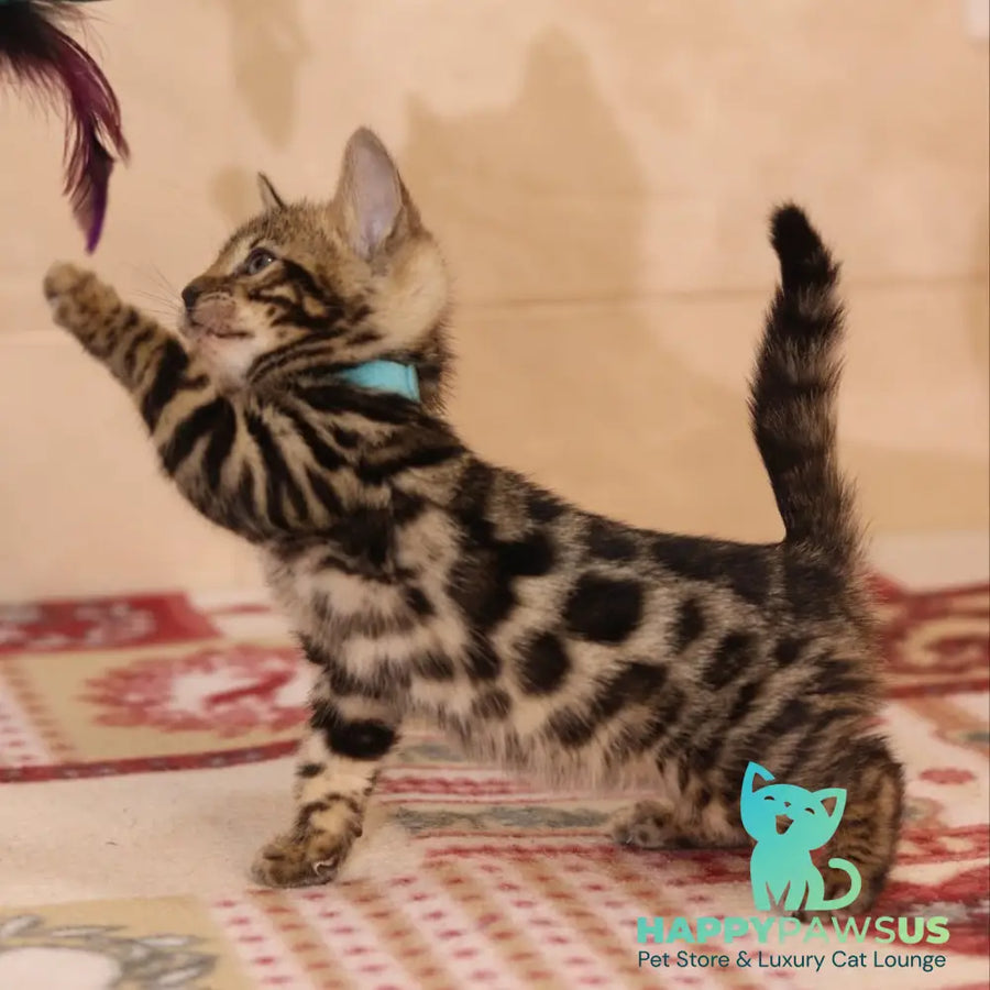 Yousuf Bengal male black spotted tabby - live animals