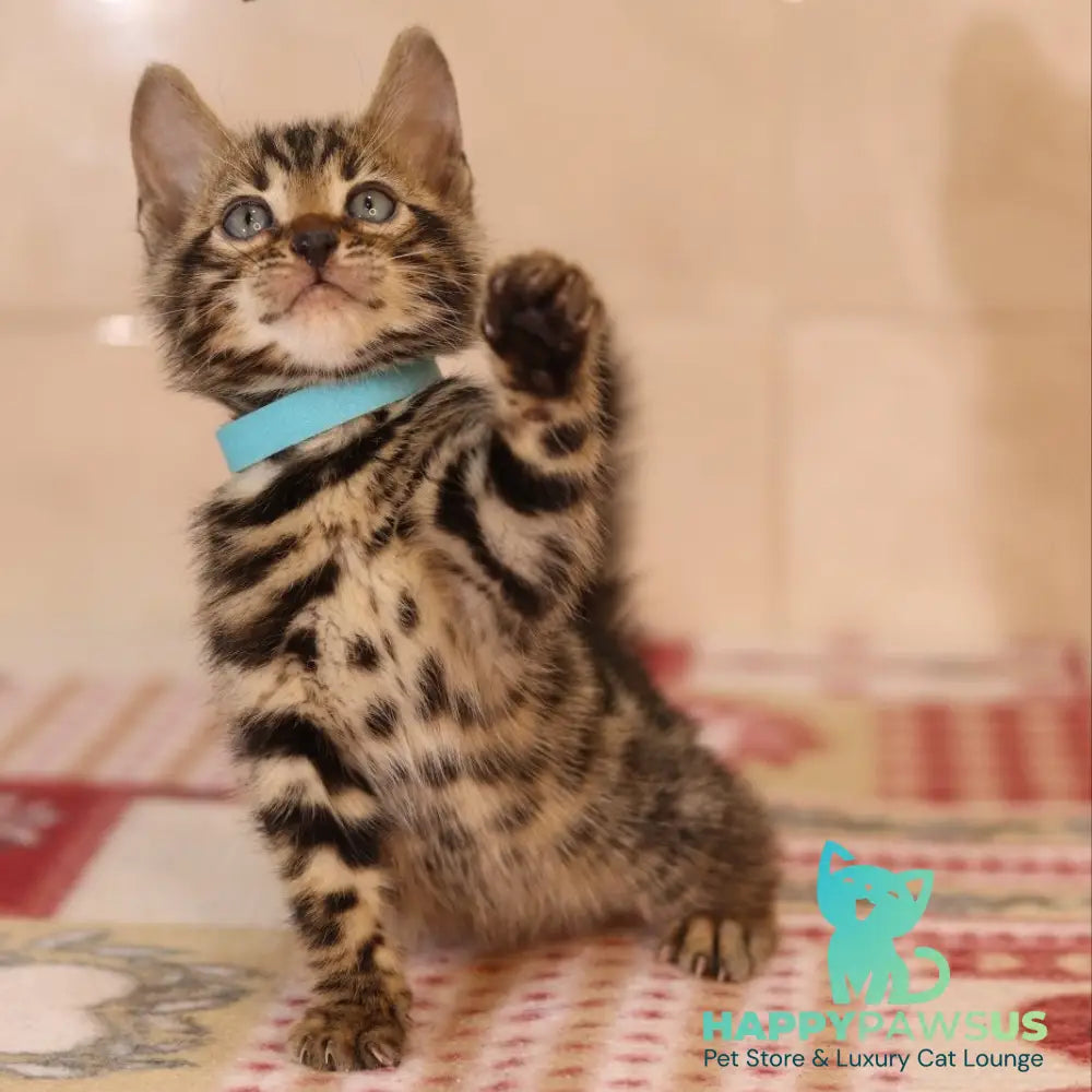 Yousuf Bengal male black spotted tabby - live animals