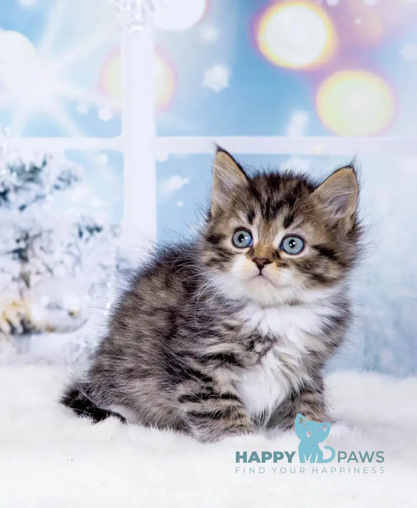 Youtube Siberian male black bicolour spotted tabby live animals