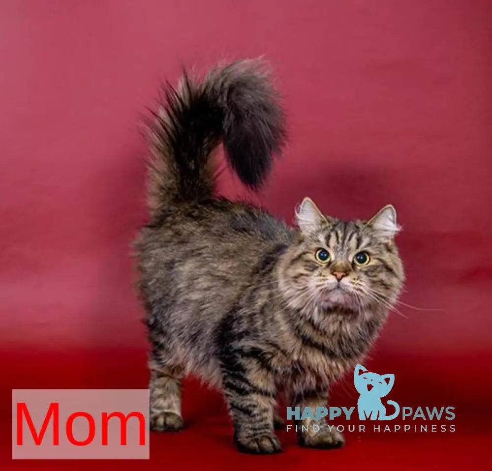 Youtube Siberian male black bicolour spotted tabby live animals