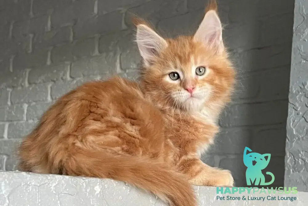 Yrkhan Maine Coon male red tabby - live animals