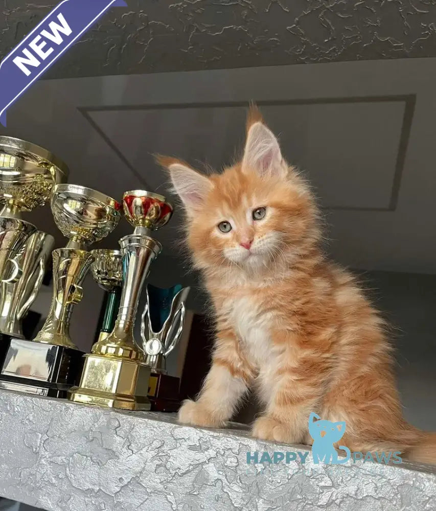Yrkhan Maine Coon male red tabby - live animals