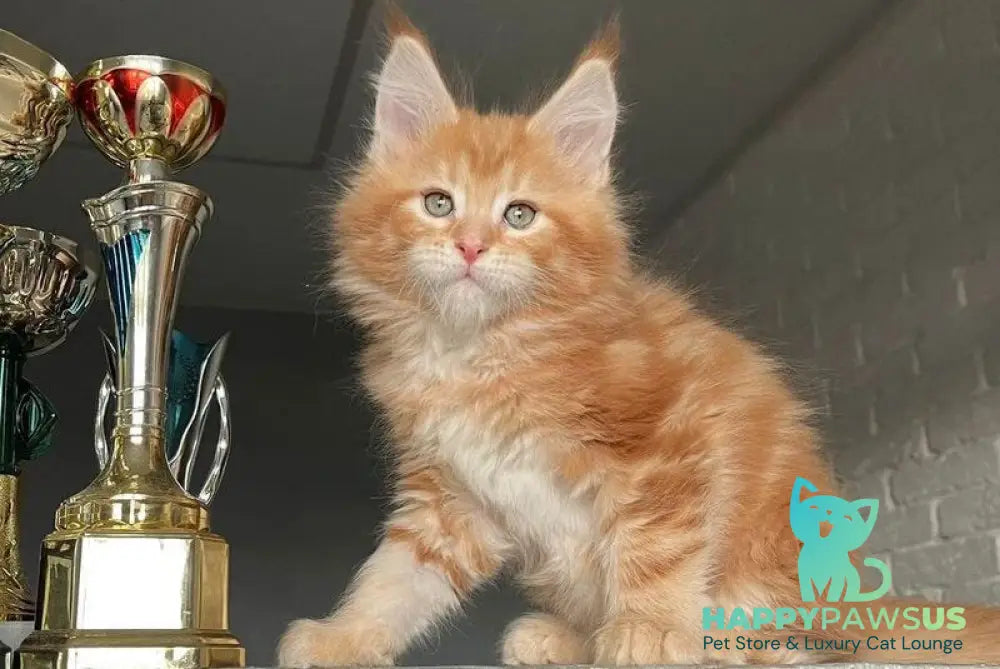 Yrkhan Maine Coon male red tabby - live animals