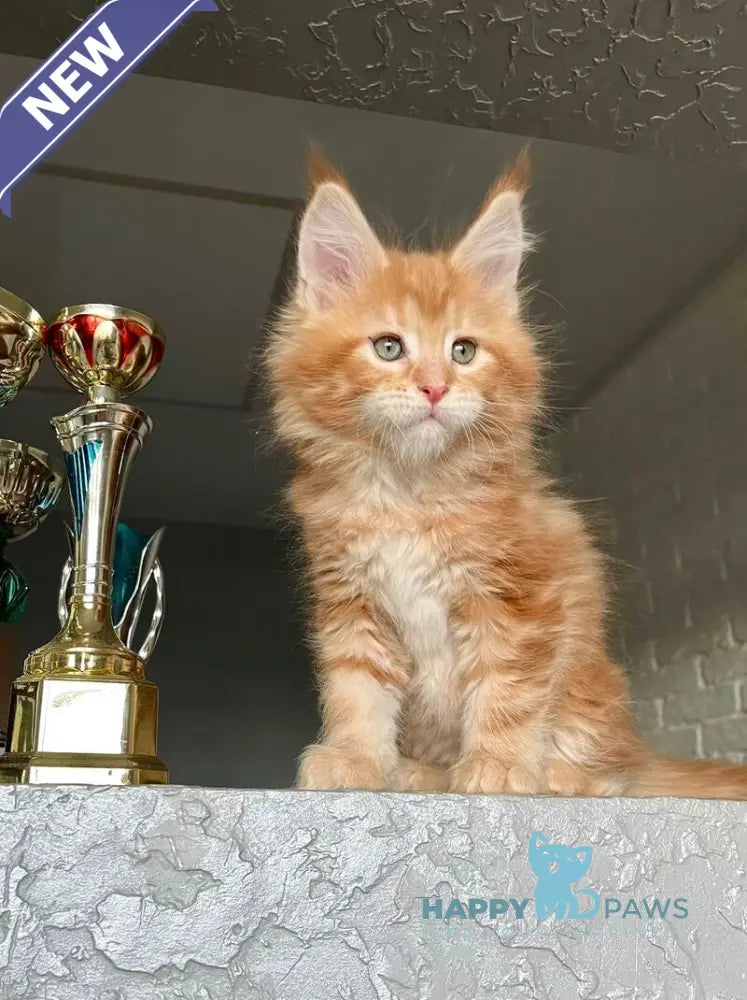 Yrkhan Maine Coon male red tabby - live animals