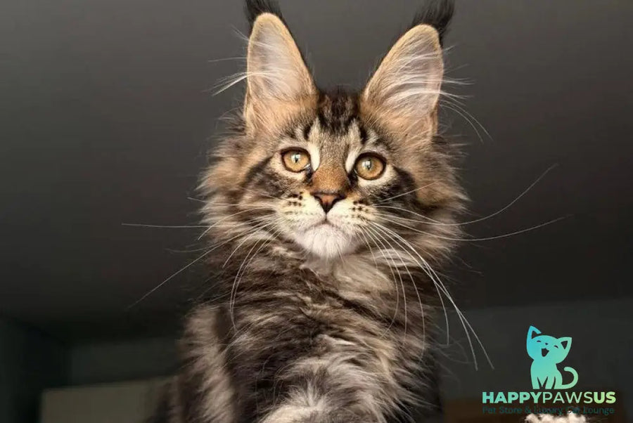 Yrolika Maine Coon female black tabby - live animals