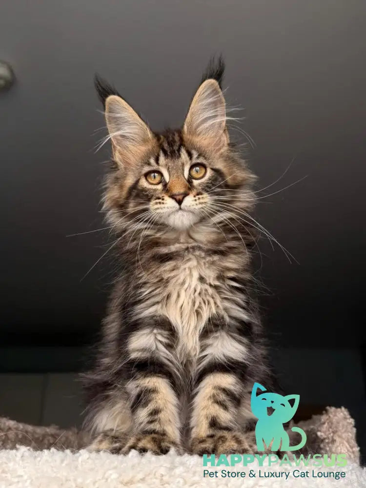 Yrolika Maine Coon female black tabby - live animals