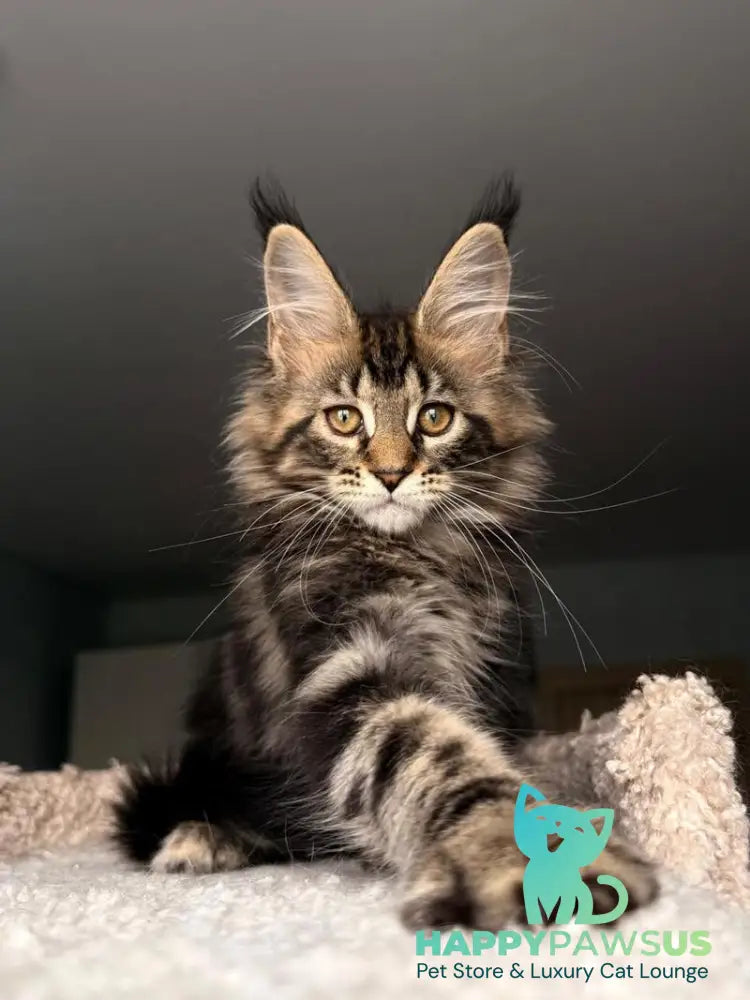 Yrolika Maine Coon female black tabby - live animals