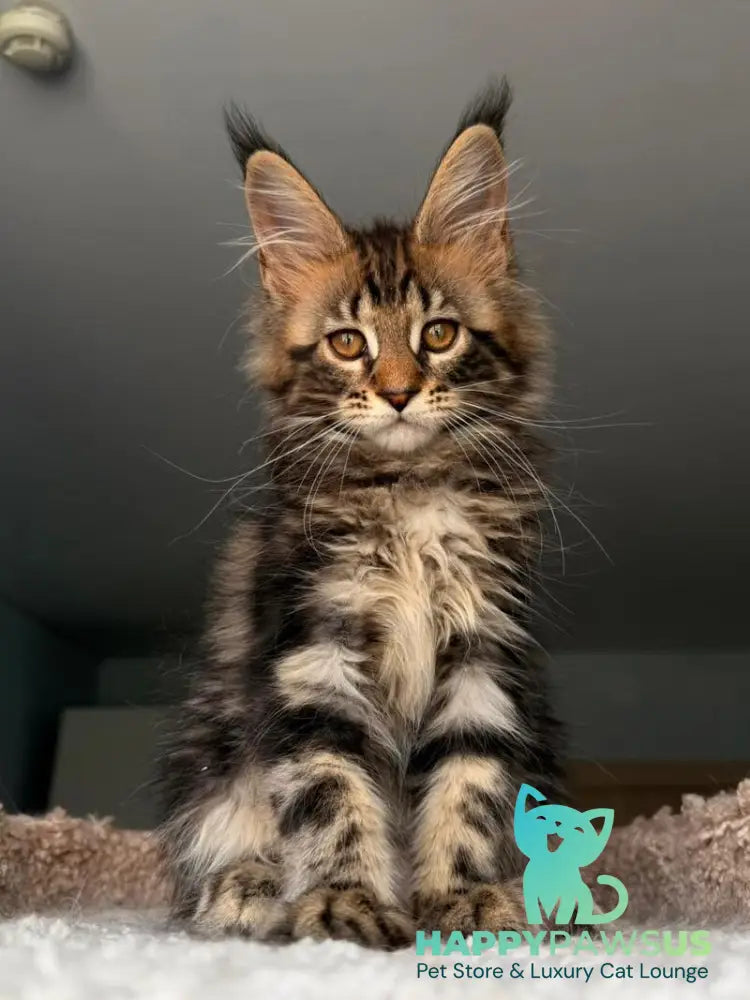 Yrolika Maine Coon female black tabby - live animals
