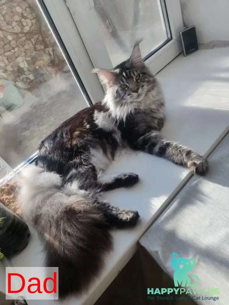 Yrolika Maine Coon female black tabby - live animals