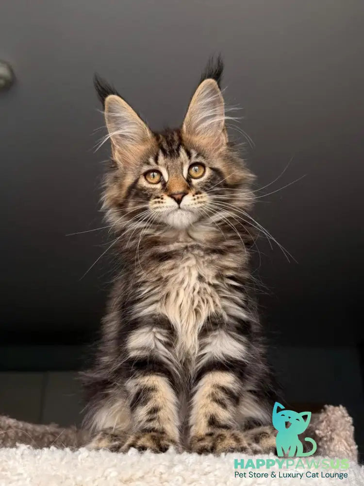 Yrolika Maine Coon female black tabby - live animals