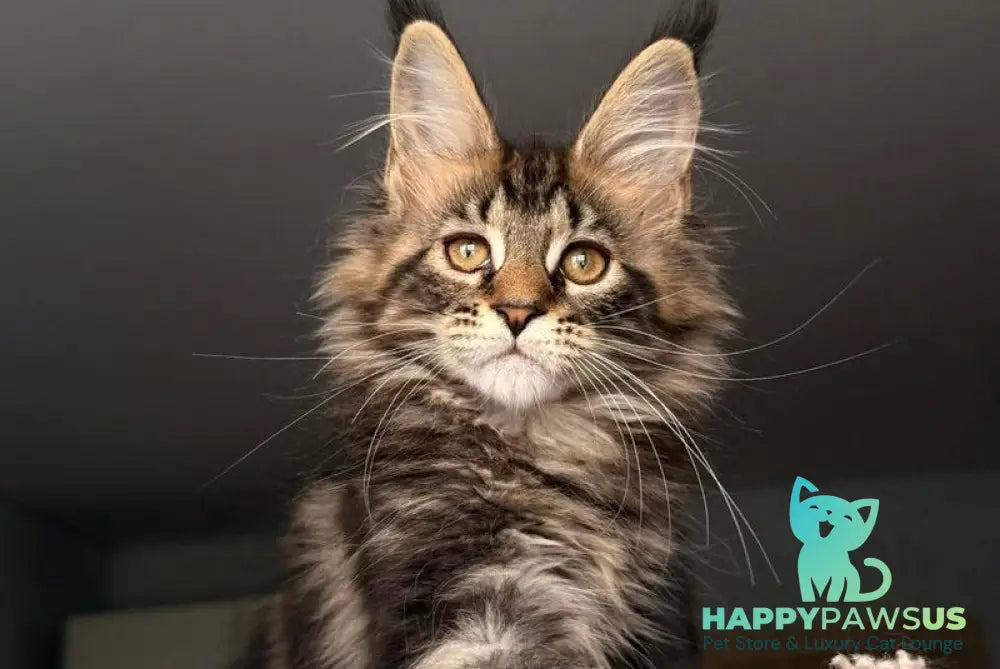 Yrolika Maine Coon female black tabby - live animals