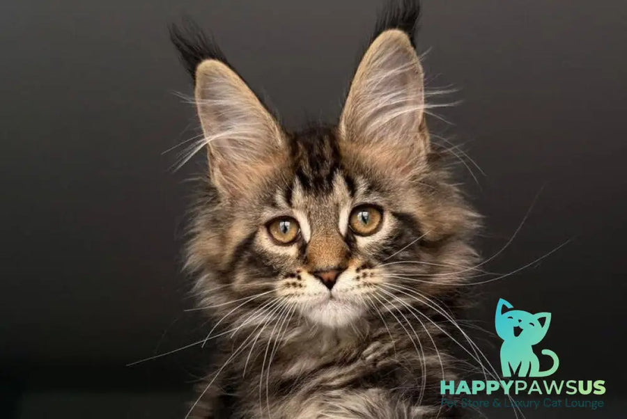 Yrolika Maine Coon female black tabby - live animals