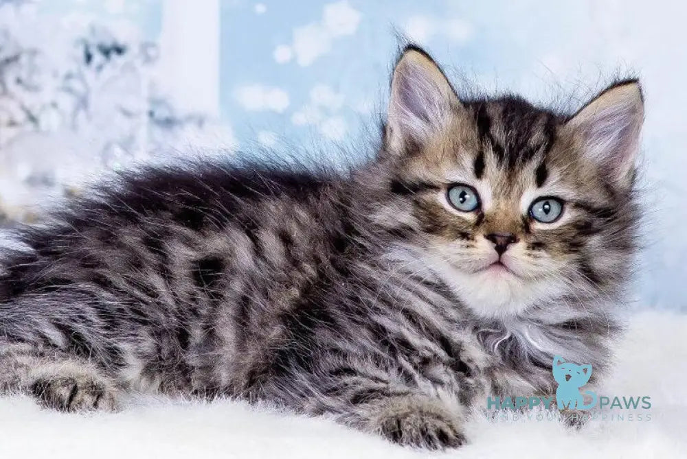 Yuan Siberian male black spotted tabby live animals